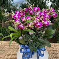 丽园紫陌花卉苗木园头像