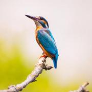 anuowu的个人资料头像