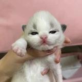 猫麻子头像