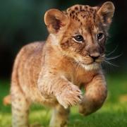 轩晖的个人资料头像