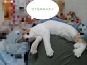 落魄新时代搬砖工在线摸鱼的个人资料头像