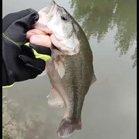 米修斯的萝卜头像