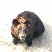 提问与Apply工程师的个人资料头像