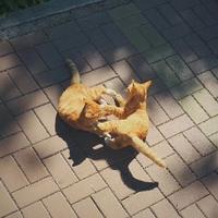 那支猫头像