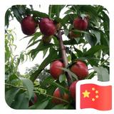 大运生态农庄油桃园头像