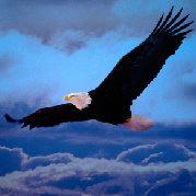 surenet的个人资料头像