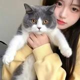 四火车的猫头像