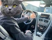 了不起的盖茨的个人资料头像