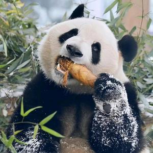 静静看Panda头像