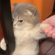 在逃的打工猫的个人资料头像