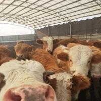绿健牛肉自有牧场工厂头像