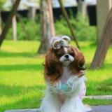明星犬业II号头像