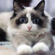 ChrisOrz的个人资料头像