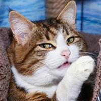 十里铺吴彦祖丶头像