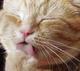 斯巴达猫头像