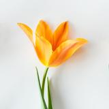 知情达理可乐5cd头像