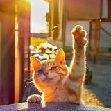 会举手的猫头像