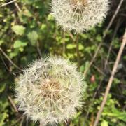 沙漠裏的魚的个人资料头像