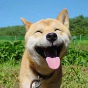 震颤的皇冠的个人资料头像