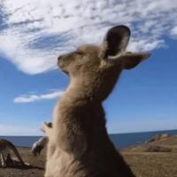 聪明才智的老六头像