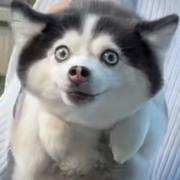 _hina的个人资料头像