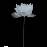 还好不贵可头像