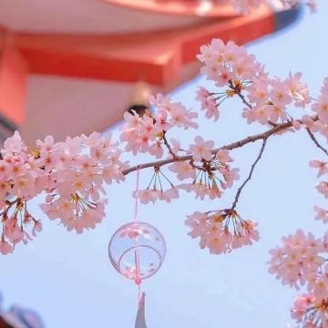 桃花换不来酒头像