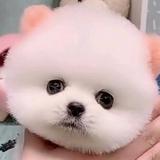 开心果头像