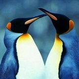 椰子郎的家头像