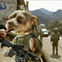 无拘无束的豁达熊猫头像