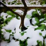 雪残481头像