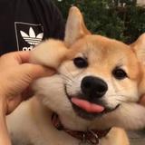 向日葵9684397439493头像