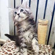 montreal的个人资料头像