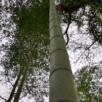 夏天的秋风头像