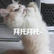 拜了个托的个人资料头像