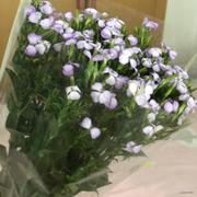 qiqi的个人资料头像