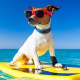 可爱的新人号头像