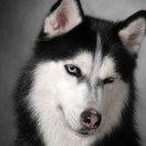 飞天狗的个人资料头像