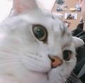 猫小丢作者头像