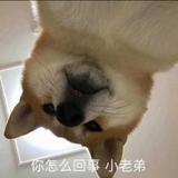 小老弟CGSCSS头像