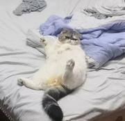 L丶Yzt的个人资料头像