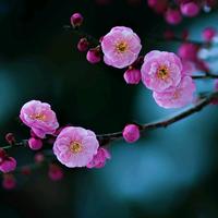 治愈风景樱花舞头像