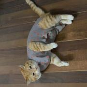 RichDog的个人资料头像