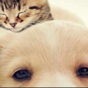 素fukua的个人资料头像