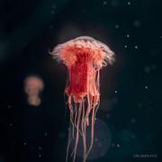 bcxm的个人资料头像