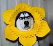 大螃蟹同学的个人资料头像