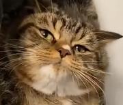 都行douxing的个人资料头像