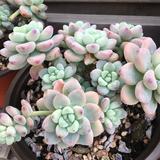 白云悠悠坐等闲头像