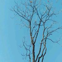 奋发有为独格头像