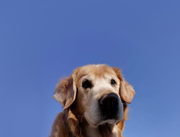 金豆123的个人资料头像